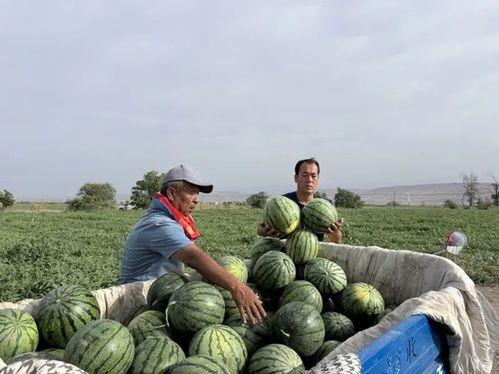 古交吃瓜,揭秘吃瓜群众的狂欢盛宴