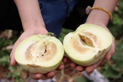 香水里的瓜怎么吃,揭秘香水中瓜的食用之道