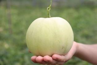 香水里的瓜怎么吃,揭秘香水中瓜的食用之道