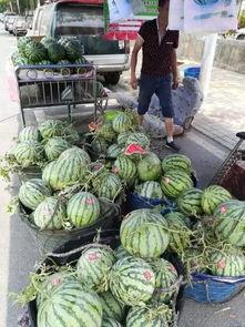 吃千斤瓜,探寻农业奇观