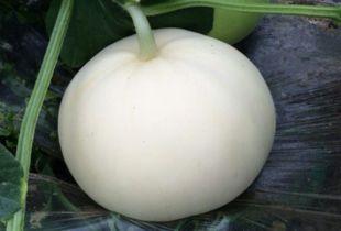 塘梨瓜怎么吃,探索美味与营养的完美融合