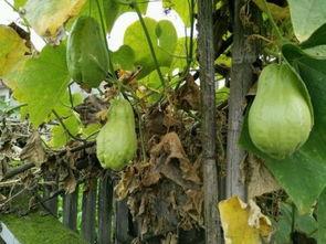 有痛风的可以吃土耳瓜吗,土耳瓜的食用指南