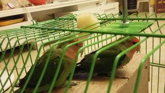 鹦鹉 吃哈密瓜,哈密瓜盛宴