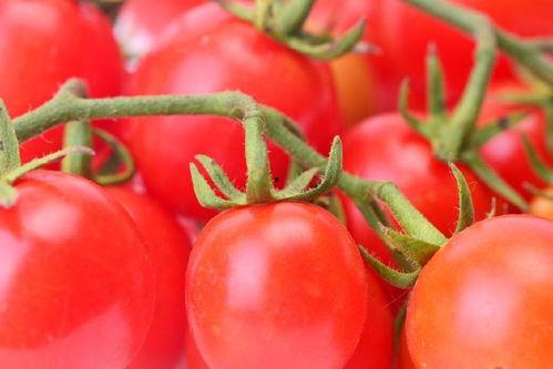 明星吃瓜番茄小说