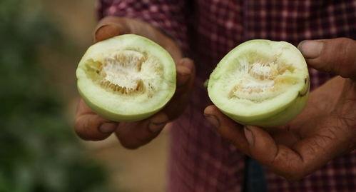 莱西人吃瓜,探寻当地独特的“吃瓜文化”