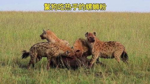鬣狗吃瓜,瓜果盛宴背后的生存智慧