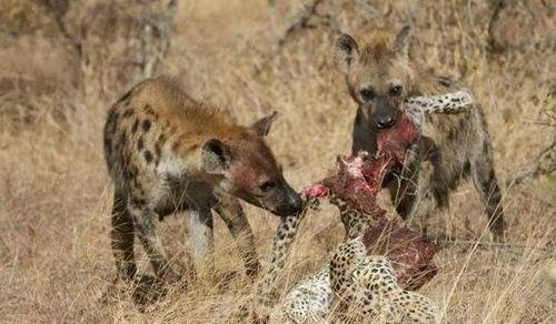 鬣狗吃瓜,瓜果盛宴背后的生存智慧