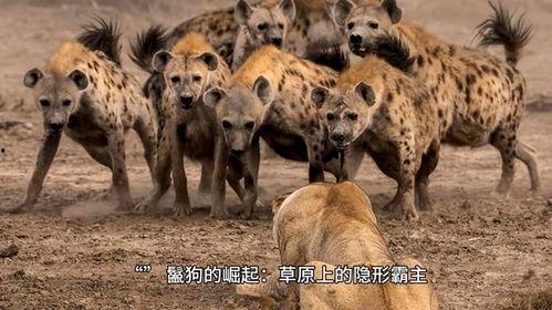 鬣狗吃瓜,瓜果盛宴背后的生存智慧