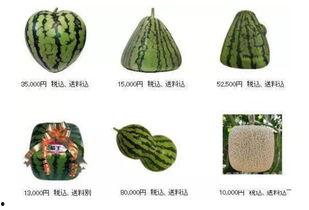 要钱吃瓜,网络热词背后的娱乐经济现象