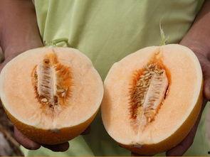 靓仔吃蜜瓜视频,靓仔大快朵颐，甜蜜瞬间尽收眼底