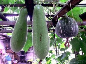 楼顶上吃瓜,揭秘城市楼顶的夏日风情