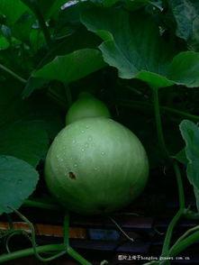 楼顶上吃瓜,揭秘城市楼顶的夏日风情