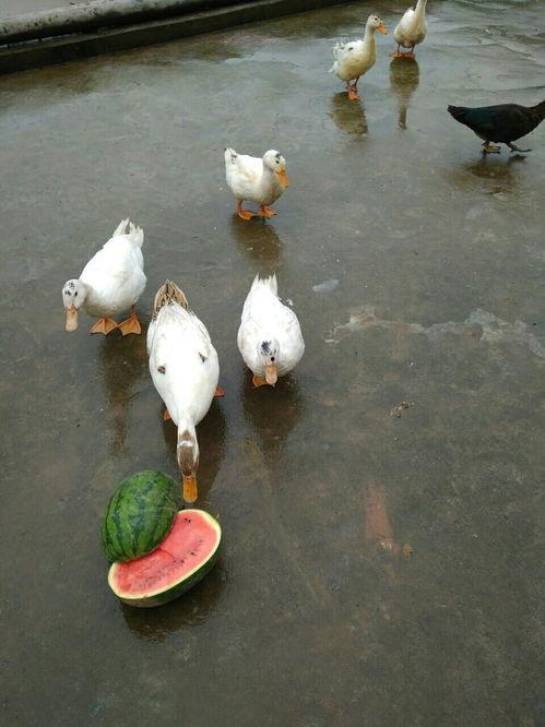 吃瓜冲浪鸭,揭秘网络热点的幕后故事