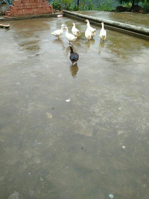 吃瓜冲浪鸭,揭秘网络热点的幕后故事