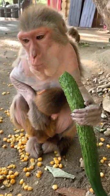 陆只猴子吃刺瓜