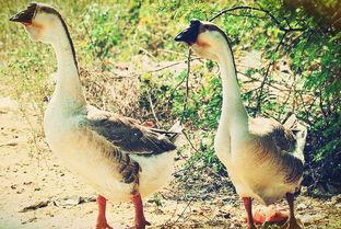 给大鹅吃瓜,瓜果飘香，共享夏日清凉