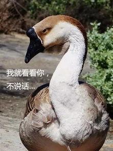 给大鹅吃瓜,瓜果飘香，共享夏日清凉