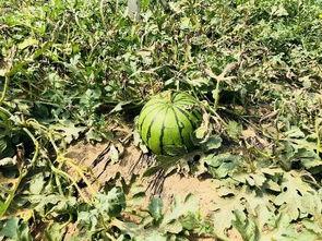 全京城都在找我吃瓜